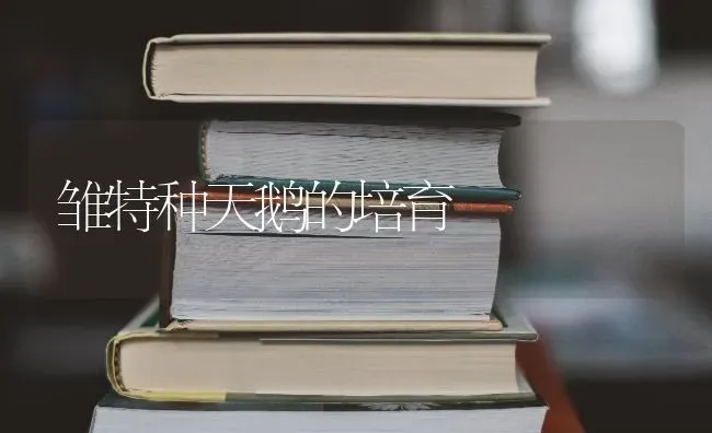雏特种天鹅的培育 | 家禽养殖