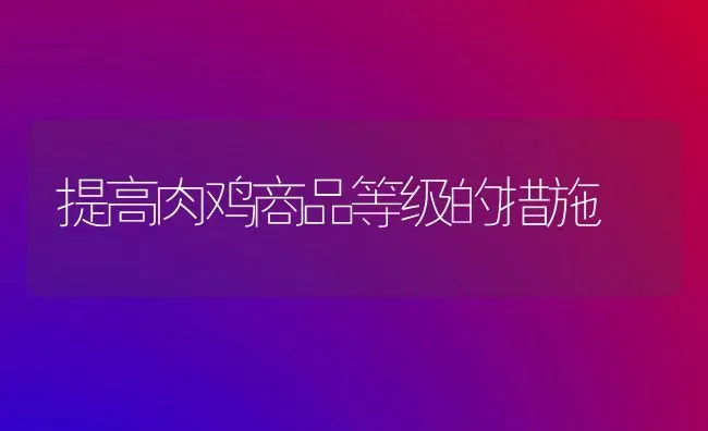 提高肉鸡商品等级的措施 | 家禽养殖