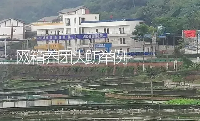 网箱养团头鲂举例 | 淡水养殖