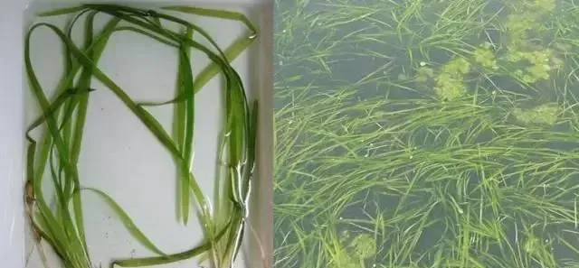 河蟹塘水草种植管理：澳华成蟹养殖技术节选