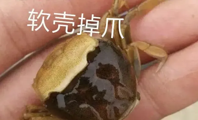 近期河蟹蜕二壳，死亡加重怎么办？