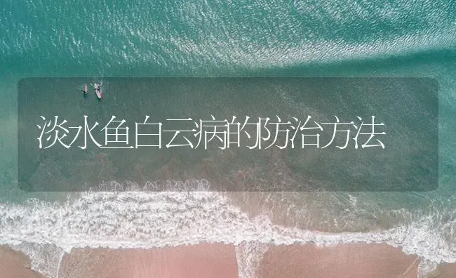 淡水鱼白云病的防治方法 | 养殖病虫害防治