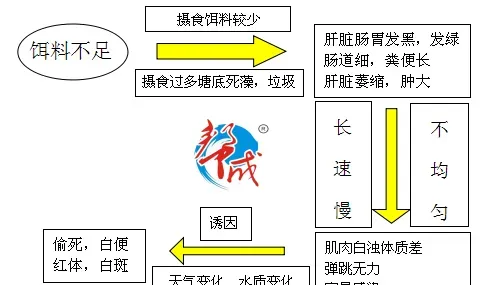 南美白对虾的体质你注意了吗？