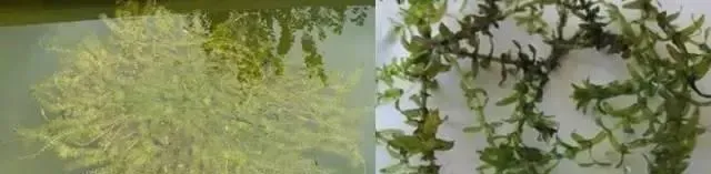 河蟹塘水草种植管理：澳华成蟹养殖技术节选