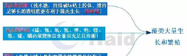 水浊、水浑、透明度低，这样养特种鱼哪行！这个方法让水质快速变好