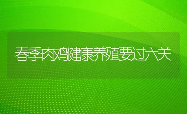 春季肉鸡健康养殖要过六关 | 家禽养殖