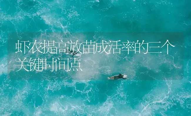 虾农提高放苗成活率的三个关键时间点 | 海水养殖