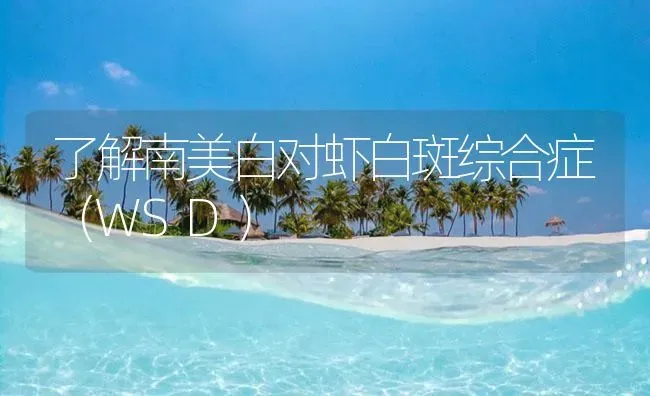 了解南美白对虾白斑综合症（WSD） | 海水养殖