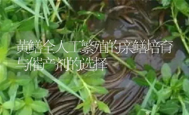 黄鳝全人工繁殖的亲鳝培育与催产剂的选择 | 淡水养殖