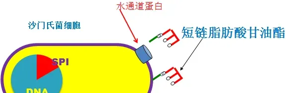 食品安全时代饲料中抗生素强有力的替代品，为何是它脱颖而出？