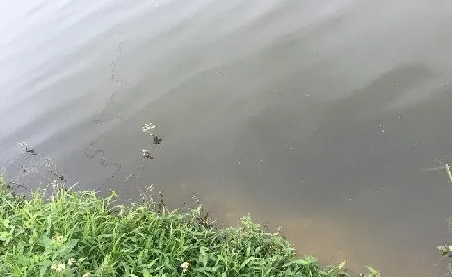 下雨降温后底热缺氧导致土鲮鱼靠边的处理方法