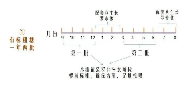 明年的罗非要这样养：反季节一年养一两批