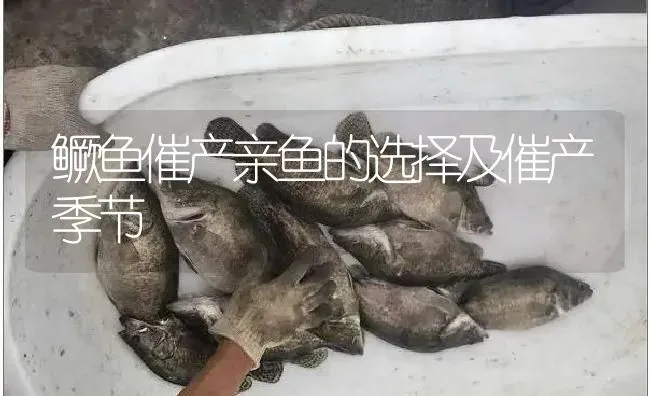 鳜鱼催产亲鱼的选择及催产季节 | 淡水养殖