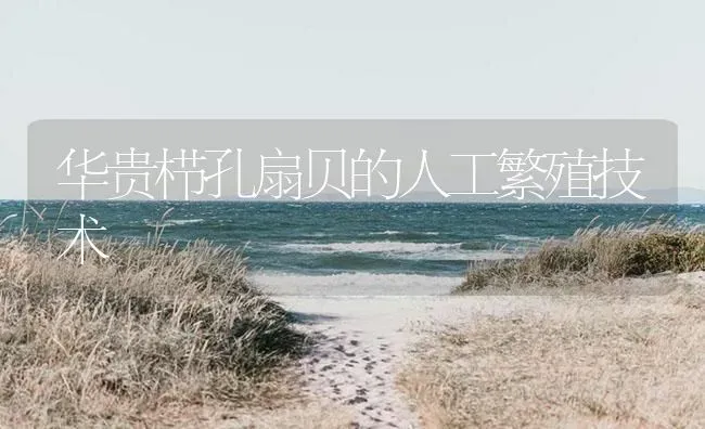 华贵栉孔扇贝的人工繁殖技术 | 海水养殖