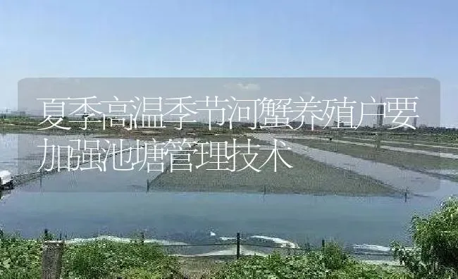 夏季高温季节河蟹养殖户要加强池塘管理技术 | 淡水养殖