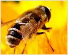 蜜蜂的营养物质：矿物质 | 动物养殖资料