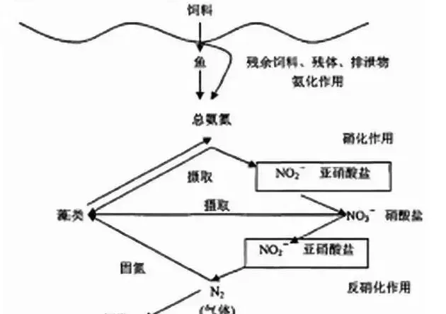 养鱼水体的维护和亚硝酸盐积累及其处理措施