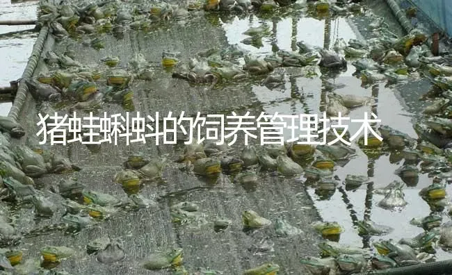 猪蛙蝌蚪的饲养管理技术 | 特种养殖