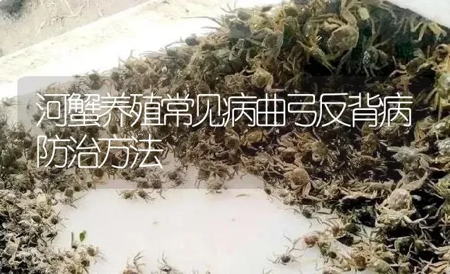 河蟹养殖常见病曲弓反背病防治方法 | 淡水养殖