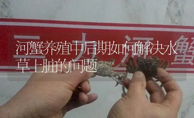 河蟹养殖中后期如何解决水草上脏的问题 | 淡水养殖