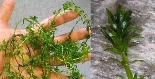 河蟹塘水草种植管理：澳华成蟹养殖技术节选