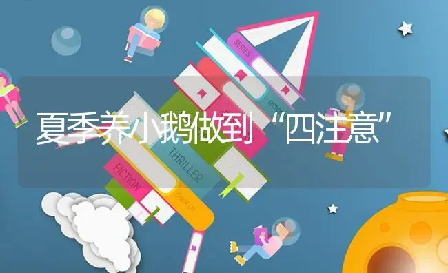 夏季养小鹅做到“四注意” | 家禽养殖