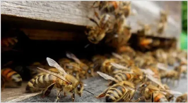 蜜蜂怎么秋繁更快？ | 动物饲养方法