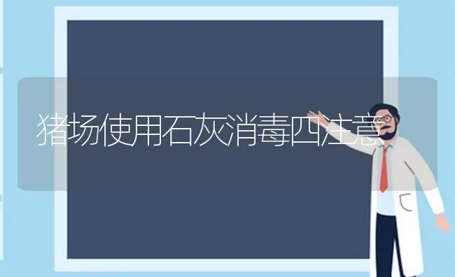 猪场使用石灰消毒四注意 | 家畜养殖
