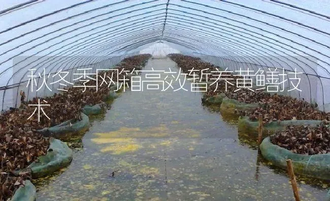 秋冬季网箱高效暂养黄鳝技术 | 淡水养殖