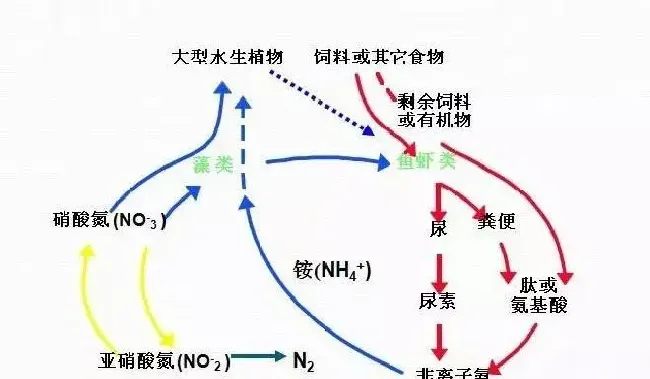 解析华中地区淡水鱼养殖常见病烂鳃病防治方法