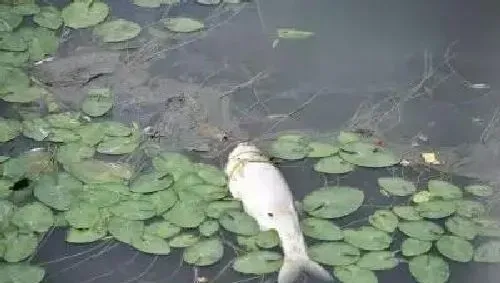 鲢鳙鱼败血症(花白鲢暴发性出血病)的防控方法