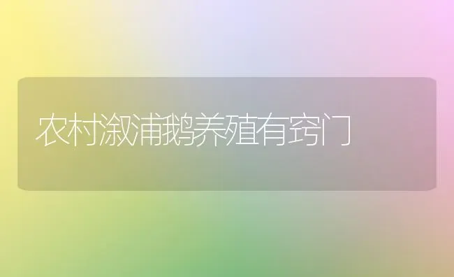 农村溆浦鹅养殖有窍门 | 家禽养殖