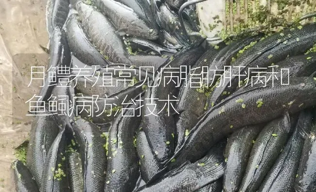 月鳢养殖常见病脂肪肝病和鱼鲺病防治技术 | 淡水养殖