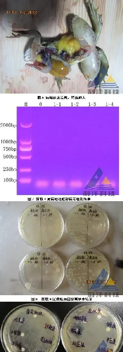 黑斑蛙歪头、“白内障”，分离出脑膜脓毒性黄杆菌