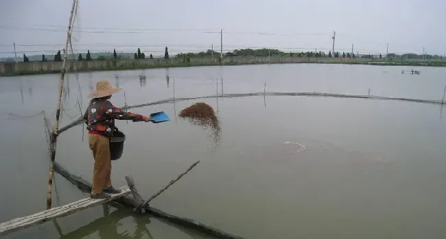 养殖鱼早上进食少是秋季常见病 六招可解决此问题