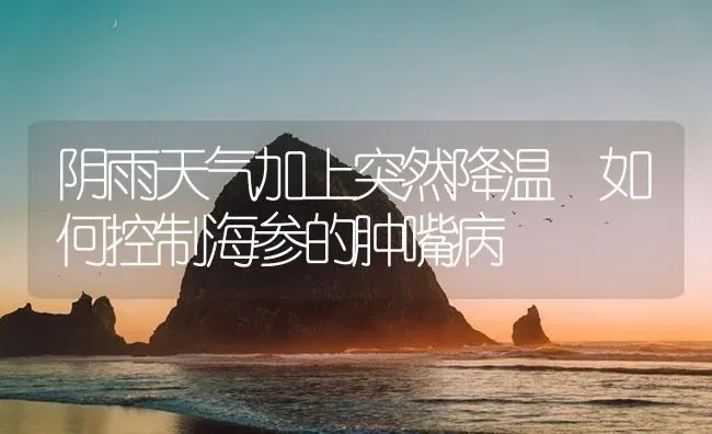 阴雨天气加上突然降温 如何控制海参的肿嘴病 | 海水养殖