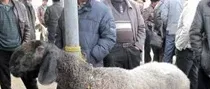 新疆利用基因组编辑技术首次获得不同毛色遗传绵羊 | 动物养殖知识