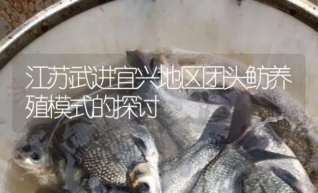 江苏武进宜兴地区团头鲂养殖模式的探讨 | 淡水养殖