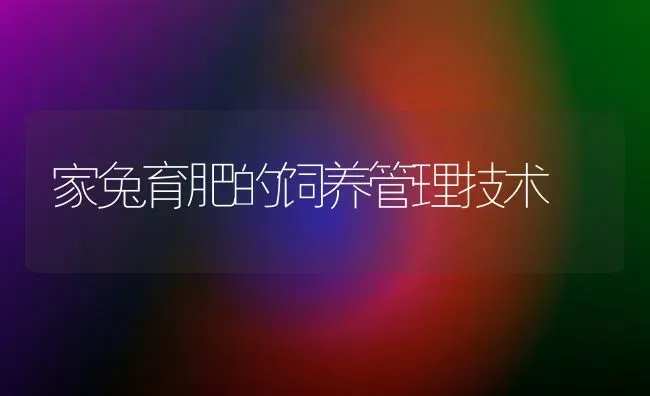 家兔育肥的饲养管理技术 | 家畜养殖