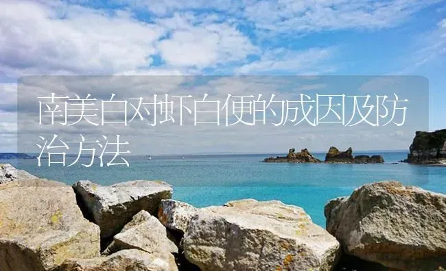 南美白对虾白便的成因及防治方法 | 海水养殖
