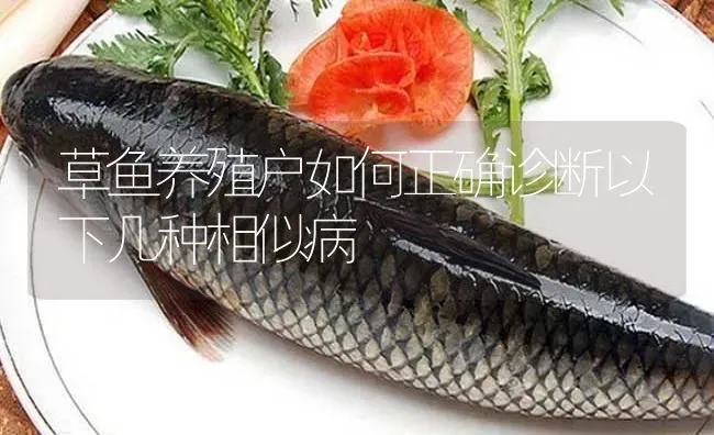 草鱼养殖户如何正确诊断以下几种相似病 | 淡水养殖