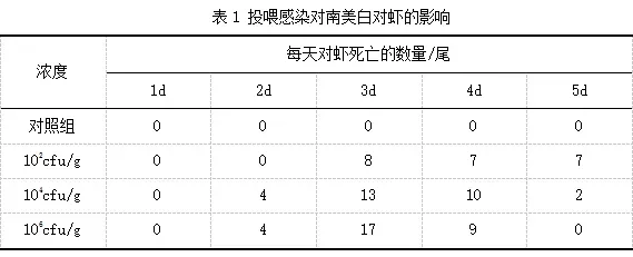 荧光菌原来是这么感染健康南美白对虾的