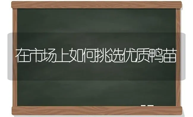 在市场上如何挑选优质鸭苗 | 家禽养殖