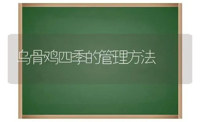 乌骨鸡四季的管理方法 | 家禽养殖