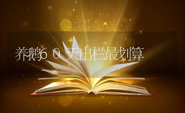 养鹅60天出栏最划算 | 家禽养殖