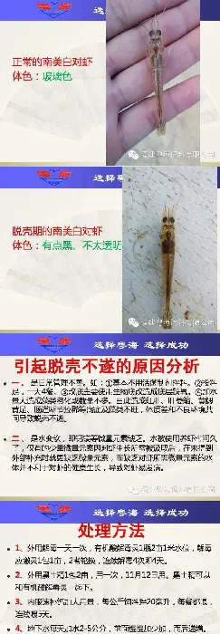 南美白对虾脱壳不遂分析处理案例