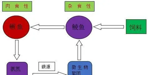 循环水养殖鳜鱼鲮鱼不仅能大幅降低发病率还能增产增效