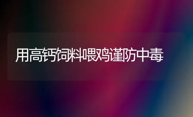 用高钙饲料喂鸡谨防中毒 | 家禽养殖