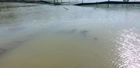 养水是河蟹养殖过程中一场漫长而艰难的战役