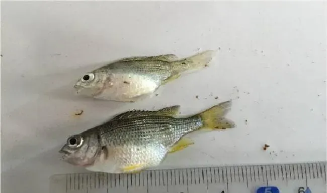 黄鳍鲷苗吃料太猛导致消化不良“饱死”的处理方法